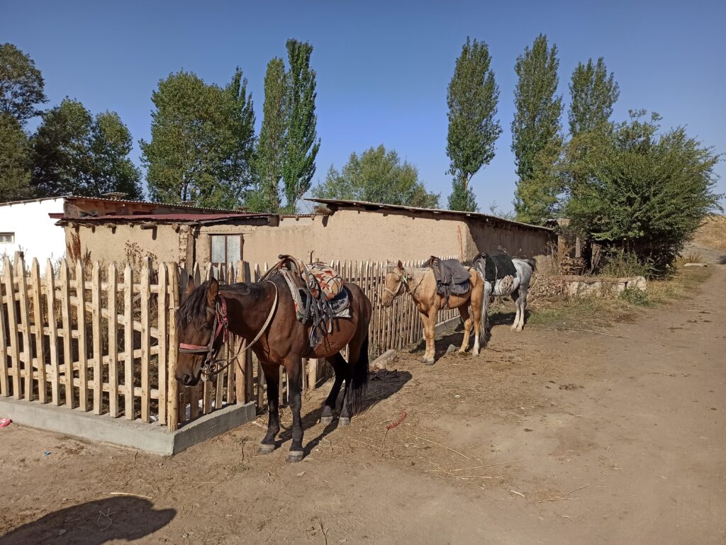 Our first look at our mounts