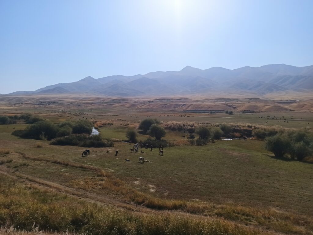 Horses were absolutely everywhere