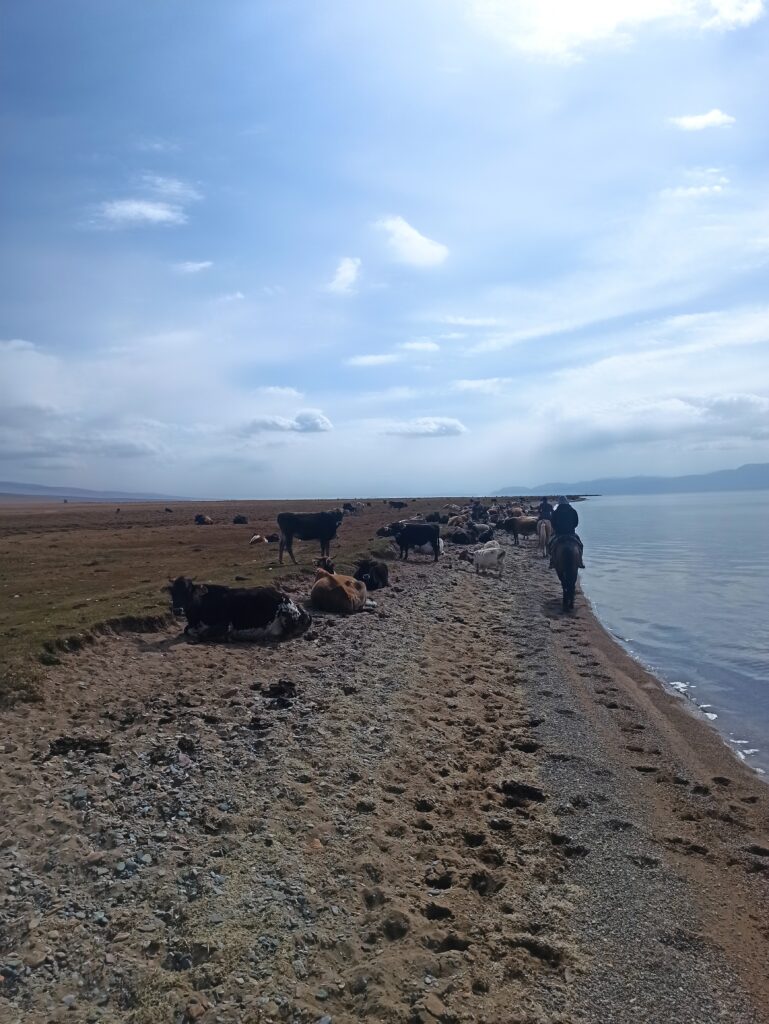 Riding through cattle herds